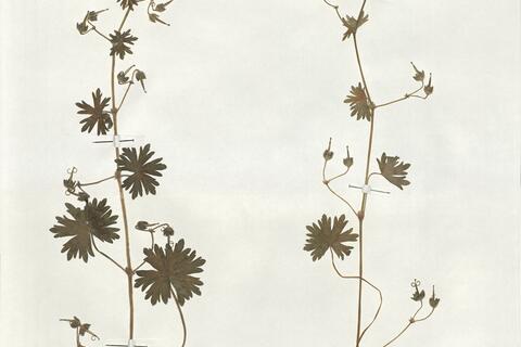 Geranium molle L.  -  RO-HSepv 19183 - immagine 2