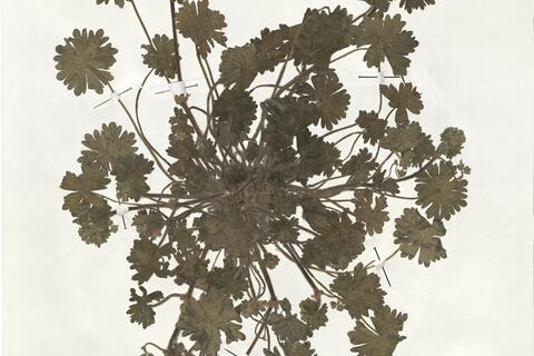 Geranium molle L.  -  RO-HSepv 19183 photo