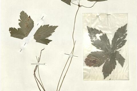 Geranium nodosum L.  -  RO-HSepv 13277 photo