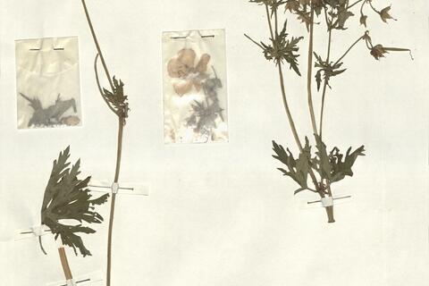 Geranium pratense L.  -  RO-HSepv 13278 photo