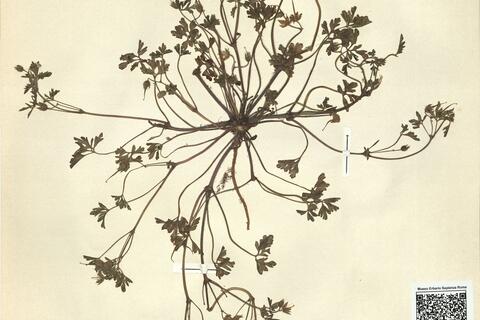 Geranium purpureum Vill. -  RO-HSepv 11407 photo