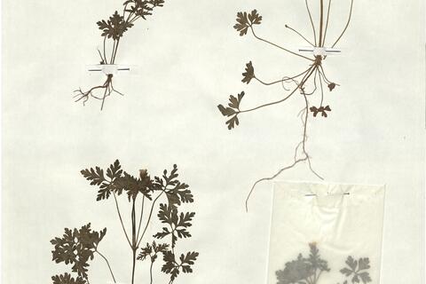 Geranium purpureum Vill. -  RO-HSepv 18125 - immagine 2