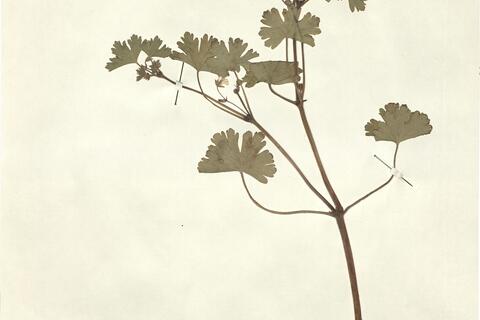 Geranium pyrenaicum Burm. f. -  RO-HSepv 12306 - immagine 2