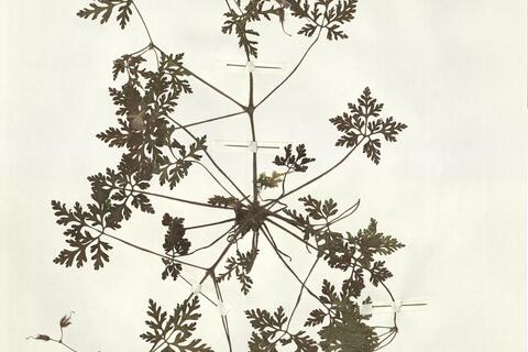 Geranium robertianum L.  -  RO-HSepv 15256 photo