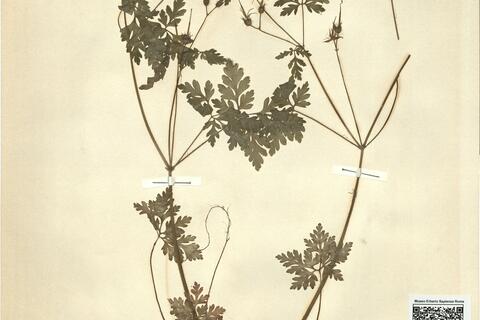 Geranium robertianum L. subsp. robertianum  -  RO-HSepv 11408 photo