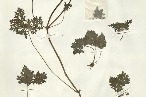 Geranium robertianum L. subsp. robertianum  -  RO-HSepv 14226 - immagine 2