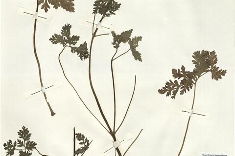 Geranium robertianum L. subsp. robertianum  -  RO-HSepv 14226 photo