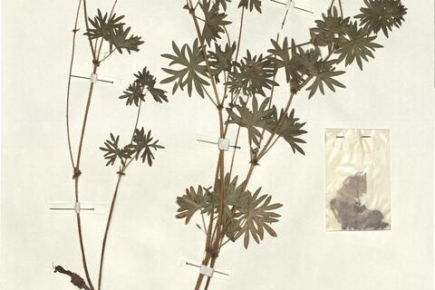 Geranium sanguineum L. subsp. sanguineum  -  RO-HSepv 13279 photo