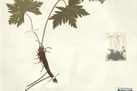 Geranium sylvaticum L. var. vestitum Lange -  RO-HSepv 12307 photo