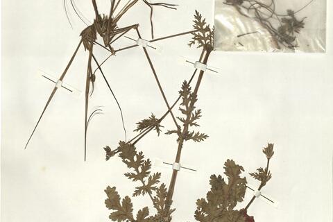 Erodium botrys (Cav.) Bertol. -  RO-HSepv 15251 photo