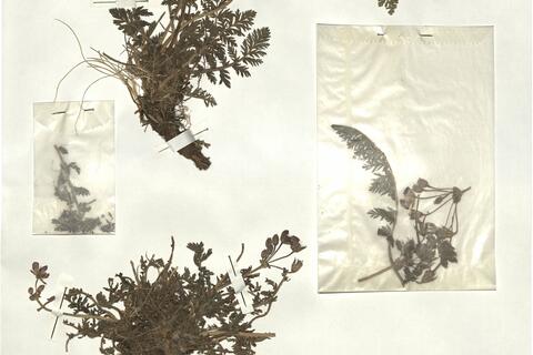 Erodium castellanum (Pau) Guittonneau -  RO-HSepv 17144 photo