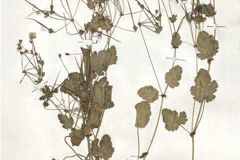 Erodium chium (L.) Willd. var. chium -  RO-HSepv 19180 photo