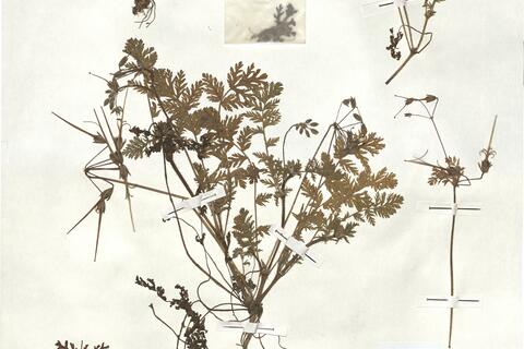 Erodium cicutarium  (L.) L'Hér.  -  RO-HSepv 18121 photo