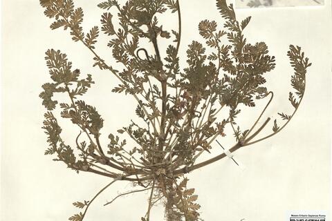 Erodium cicutarium (L.) L'Hér. subsp. cicutarium -  RO-HSepv 12301 photo