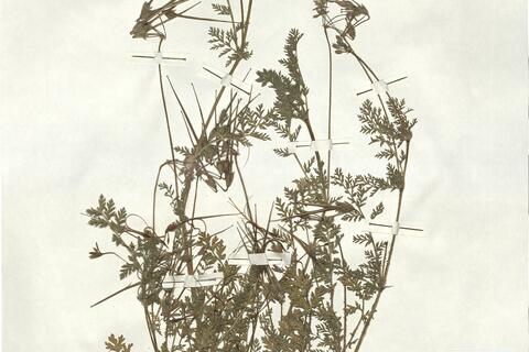 Erodium cicutarium (L.) L'Hér. subsp. dunense Andreas -  RO-HSepv 17146 photo