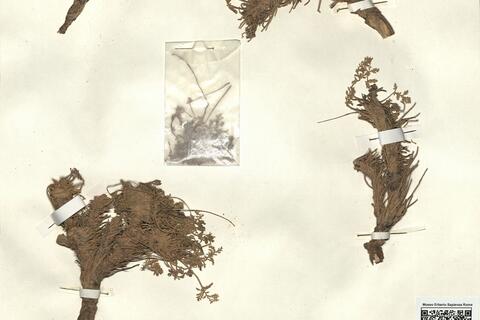 Erodium glandulosum (Cav.) Willd. -  RO-HSepv 12304 photo