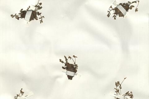 Erodium glandulosum (Cav.) Willd. -  RO-HSepv 14225 photo