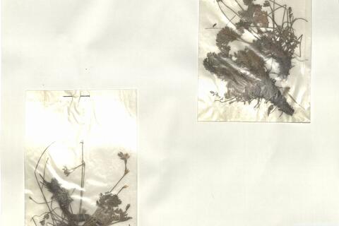 Erodium glandulosum (Cav.) Willd. -  RO-HSepv 15253 photo