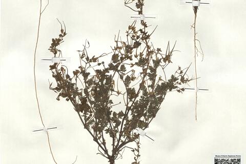 Erodium lebelii Jord. subsp. lebelii -  RO-HSepv 18122 photo