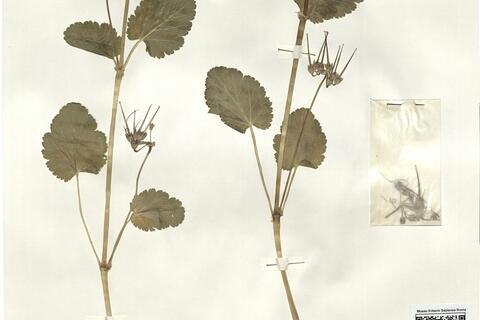 Erodium malacoides (L.) L'Hér. -  RO-HSepv 16227 photo