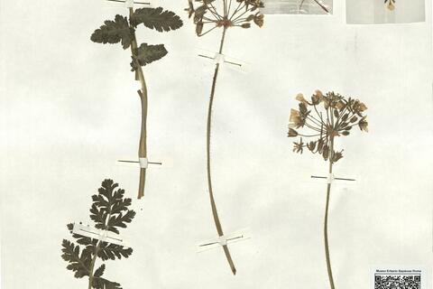 Erodium tordylioides (Desf.) L'Hér. -  RO-HSepv 17149 photo