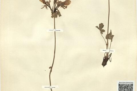 Pelargonium endlicherianum Fenzl -  RO-HSepv 11409 photo