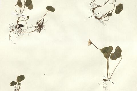 Oxalis acetosella L. -  RO-HSepv 12299 - immagine 2