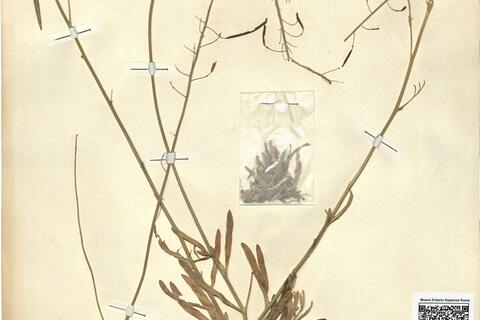 Diplotaxis crassifolia (Rafin.) DC. -  RO-HSepv 12186 photo