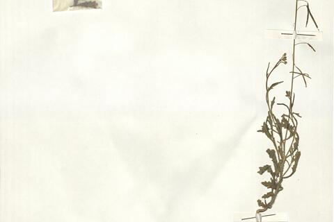 Diplotaxis lagascana DC.  -  RO-HSepv 15064 photo