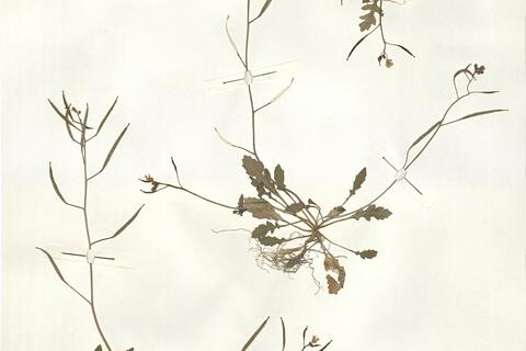 Diplotaxis muralis (L.) DC. -  RO-HSepv 14074 photo