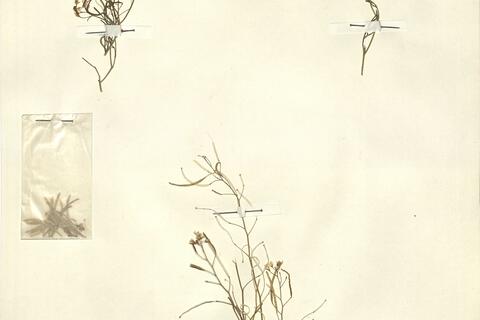 Diplotaxis ollivieri Maire -  RO-HSepv 13121 photo