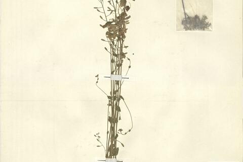 Diplotaxis siifolia G. Kunze -  RO-HSepv 13122 photo