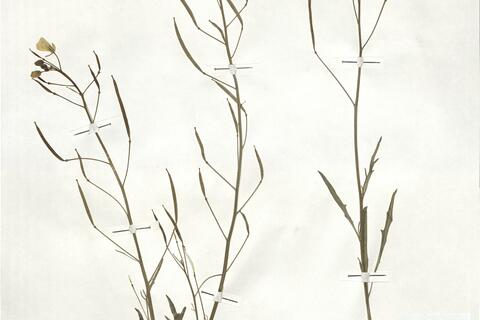 Diplotaxis tenuifolia (L.) DC.  -  RO-HSepv 19000 photo