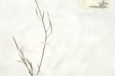 Diplotaxis tenuifolia (L.) DC.  -  RO-HSepv 19000 - immagine 2
