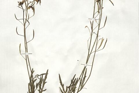 Diplotaxis tenuifolia (L.) DC.  -  RO-HSepv 19000 - immagine 3