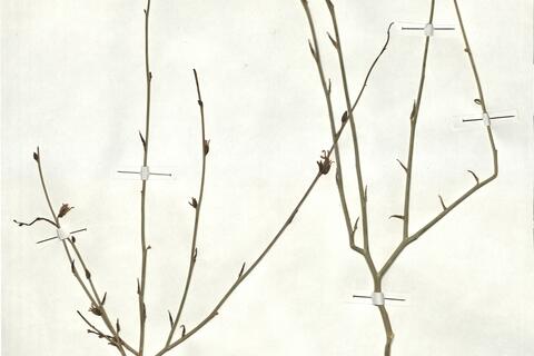 Foleyola billotii Maire -  RO-HSepv 17935  photo