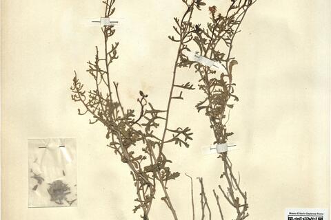 Euzomodendron bourgaeanum Coss. -  RO-HSepv 12191 photo