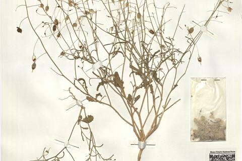 Savignya parviflora (Del.) Webb subsp. longistyla (Boiss. & Reut.) Maire -  RO-HSepv 15091 photo