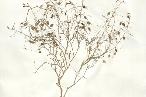 Savignya parviflora (Del.) Webb subsp. longistyla (Boiss. & Reut.) Maire -  RO-HSepv 16963 - immagine 2