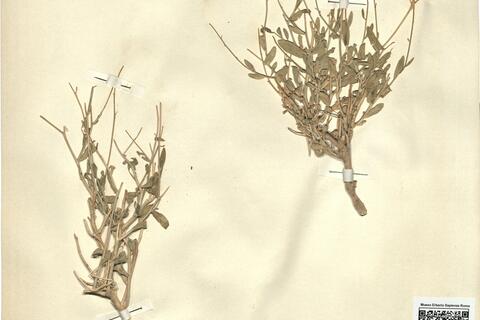 Moricandia arvensis (L.) DC. subsp. spinosa (Pomel) Batt. -  RO-HSepv 12204 photo