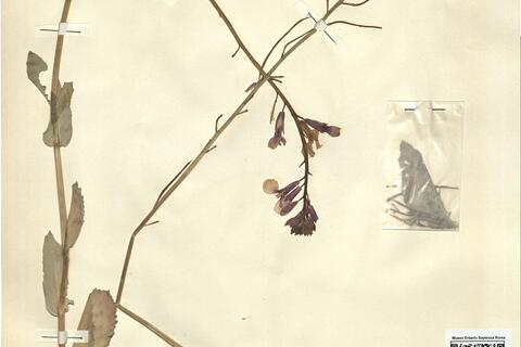 Moricandia moricandioides (Boiss.) Heywood -  RO-HSepv 11271 photo