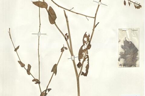 Moricandia moricandioides (Boiss.) Heywood -  RO-HSepv 15086 photo