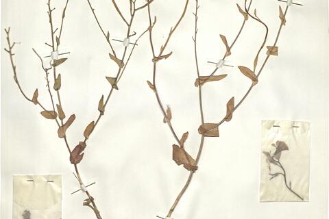 Moricandia moricandioides (Boiss.) Heywood -  RO-HSepv 16072 photo