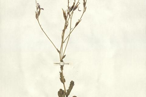 Rytidocarpus moricandioides Coss. -  RO-HSepv 13141 photo