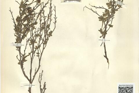 Vella pseudocytisus L.  -  RO-HSepv 11278 photo