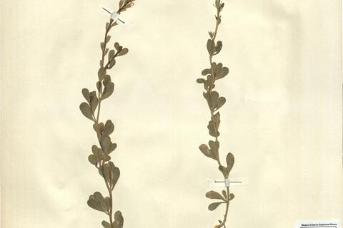 Vella pseudocytisus L.  -  RO-HSepv 12211 photo