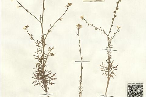 Succowia balearica (L.) Medic. -  RO-HSepv 13144 photo