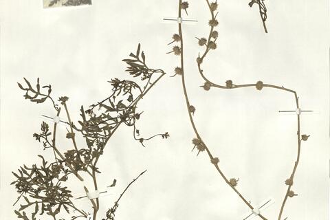 Succowia balearica (L.) Medic. -  RO-HSepv 15096 photo