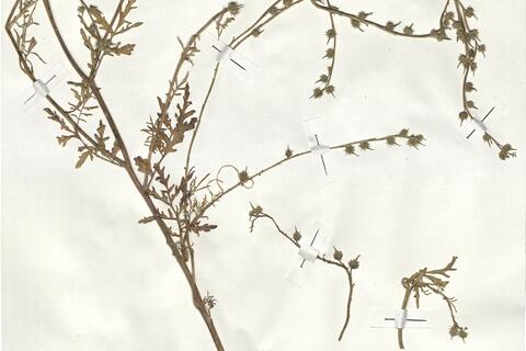 Succowia balearica (L.) Medic. -  RO-HSepv 19024 photo