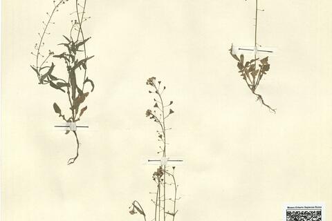 Capsella x gracilis Gren. -  RO-HSepv 13109 photo